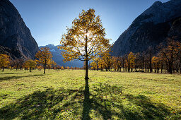 Maple tree in the Ahornboden in autumn, Hinteriss, Tirol, Austria