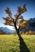 Ahornbaum im Ahornboden im Herbst, Hinterriß, Tirol, Österreich