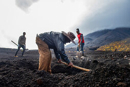 Landwirtschaft in den Lavafeldern der Insel Fogo, Nähe Dorf Cha im Nationalpark Fogo, Kap Verde