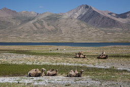Camels in the Pamir, Afghanistan, Asia