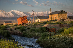 Donkeys in Sary Mogul, Kyrgyzstan, Asia