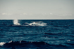 Sperm whale off the coast of the Picos Island, Pico, Azores, Portugal, Atlantic Ocean, Atlantic Ocean, Europe,