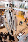 Blick auf den Kopf eines Exposates im Wissenschaftsmuseum MUSE in Trento,Trient, Trentino-Alto Adige, Italien, Europa