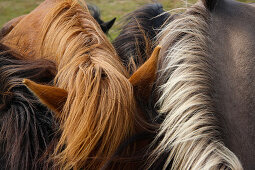 Detailed view of manes of Icelandic horses, South Iceland, Iceland, Europe
