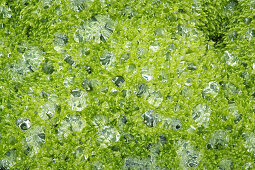 Raindrops in the moss, Eldhraun lava field, South Iceland, Iceland, Europe