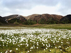 Blick auf eine Wiese mit Wollgras in der Landmannalaugar, Südisland, Island, Europa