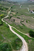 Blick auf die Weinberge von Kayserberg, Haut-Rhin, Grand Est, Elsass, Frankreich, Europa