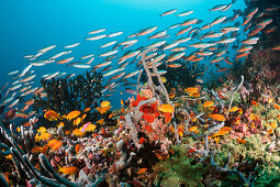 Colorful coral reef, Ari Atoll, Indian Ocean, Maldives