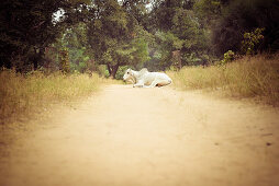 Govardhan, Vrindavan, Uttar Pradesh, Indien, Kuh auf dem Pilgerweg rund um den heiligen Berg Govardhan