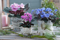 African violets in pots with birch bark