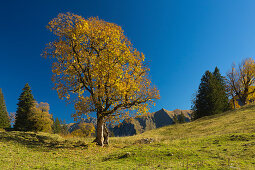 Sycamore maple and spruce at the Schwarzenberghütte in the Hintersteiner Tal near Bad Hindelang, Allgäu, Bavaria, Germany