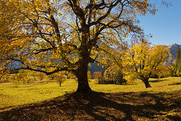 Sycamore maples at the Schwarzenberghütte in the Hintersteiner Tal near Bad Hindelang, Allgäu, Bavaria, Germany