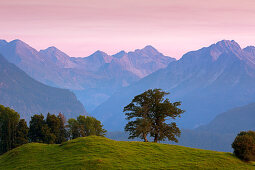 Sycamore maple on an alpine meadow, Allgäu Alps, near Oberstdorf, Allgäu, Bavaria, Germany