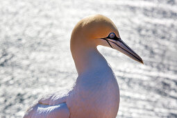 Basstölpel (Morus bassanus) auf den Lummenfelsen, Helgoland, Nordsee, Schleswig-Holstein, Deutschland