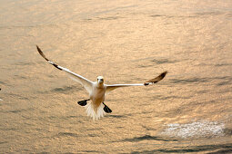 Northern Gannets (Morus bassanus), Helgoland, North Sea, Schleswig-Holstein, Germany