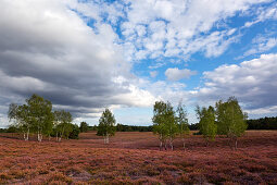 Birch trees, heather in the Westruper Heide, Münsterland, North Rhine-Westphalia, Germany