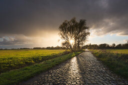 Cobblestones after the rain, pasture on a path, Oderbruch, Brandenburg, Germany