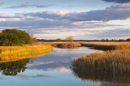 Altarm der Oder, Oderbruch, Brandenburg, Germany