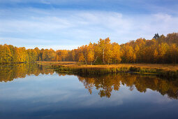 Birch trees on the Moorsee, Rotes Moor, Rhoen, Hesse, Germany