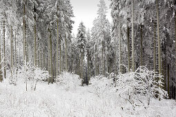 Fichtenwald, Winterlandschaft am Hohen Hagen nahe Winterberg, Sauerland, Nordrhein-Westfalen, Deutschland