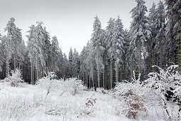 Fichtenwald, Winterlandschaft am Hohen Hagen nahe Winterberg, Sauerland, Nordrhein-Westfalen, Deutschland