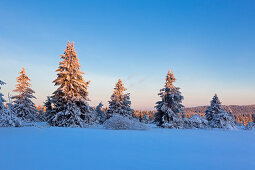 Winter landscape on the Hohen Hagen near Winterberg, Sauerland, North Rhine-Westphalia, Germany