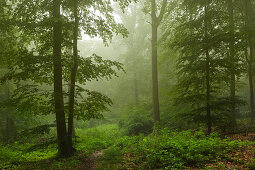 Fog, mixed forest, Taunus, Hessen, Germany