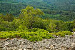 Rowan on the White Wall, quartzite field on the Altkönig near Königstein im Taunus, Taunus, Hesse, Germany