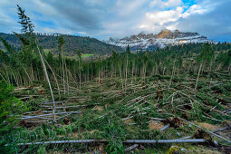 Forest damage, with wind throws caused by the storm Vaia on October 29, 2018 in Eggental, Karer Pass, South Tyrol, Italy