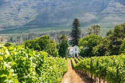 Groot Constantia Winery, Constantia, Kapstadt, Südafrika, Afrika