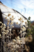 Wild straw flowers in Yosemite Park. California, United States.