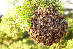 Bienennest im Sonnenlicht. Kalifornien, USA.