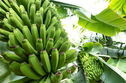 Banana plantation at Tazacorte, La Palma, Canary Islands, Spain, Europe