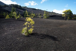Volcano landscape at Llanos del Jable, La Palma, Canary Islands, Spain, Europe