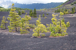 Vulkan Landschaft bei Llanos del Jable, im Hintergrund die Cadera de taburiente, La Palma, Kanarische Inseln, Spanien, Europa