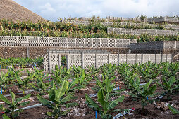 Walls of the banana plantation at Tazacorte, La Palma, Canary Islands, Spain, Europe