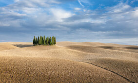 Cypress forest with hilly fields in San Quirco d'Orcia, Tuscany Italy