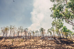Buschfeuer im Northern Territory bei Darwin, Northern Territory, Outback, Australien, Ozeanien