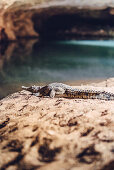 Krokodil am Fluss im Tunnel Creek Nationalpark in der Kimberley Region in Westaustralien, Australien