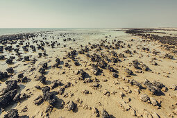Lebende Stromatolithen beim Hamelin Pool Marine Nature Reserve in der Sharkbay in Westaustralien, Australien, Ozeanien