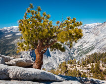 A pine tree on the Half Dome Trail, Yosemite National Park, California, USA