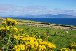 Schafweiden und gelbe Blumen auf der Dingle Halbinsel, Grafschaft Kerry, Irland