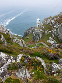 Lighthouse, Heather and Gorse, Sheep's Head, Mizen Head, County Cork, Ireland