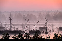 Foggy mood over renatured raised bog, Sterntaler Filz, Bavarian Alps, Upper Bavaria, Bavaria, Germany