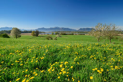 Löwenzahnwiese mit Chiemsee und Chiemgauer Alpen im Hintergrund, Chiemgau, Oberbayern, Bayern, Deutschland