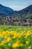 Church of Aschau with dandelion meadow in the foreground, Aschau, Chiemgau, Upper Bavaria, Bavaria, Germany