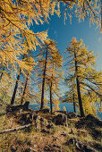 Herbstlicher Wald am Silsersee im Oberengadin, Sankt Moritz im Engadin, Schweiz, Europa