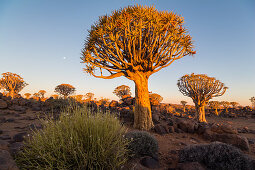Köcherbaumwald am Quiver Tree Forest Rest Camp zum Sonnenuntergang, Keetmanshoop, Namibia
