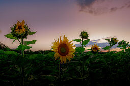 Sunflowers on a field in the evening mood in backlight shot. Aubing, Munich, Upper Bavaria, Bavaria, Germany, Europe