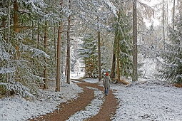 Walk in the larch forest with the first snow, late autumn on the Mieminger plateau, Tyrol